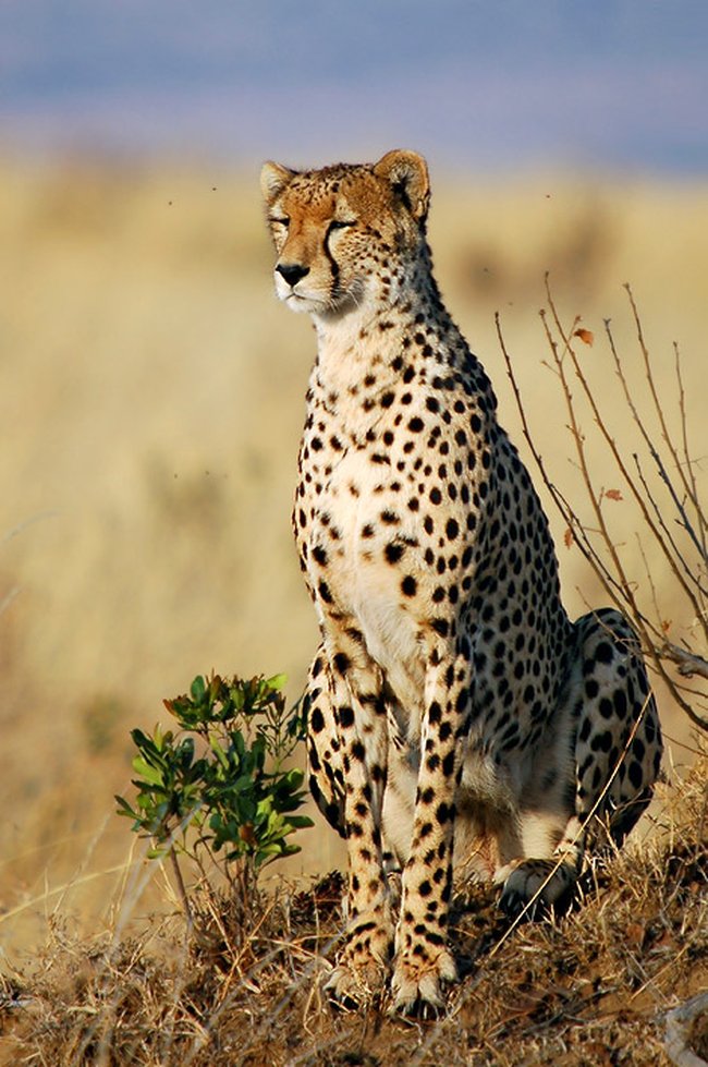 Cool: Animal are our FRIENDS..